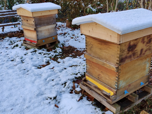 Bienen-Beuten mit Schnee